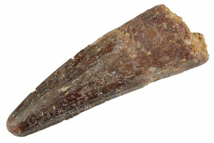 Fossil Spinosaurus Tooth - Feeding Worn Tooth #367940